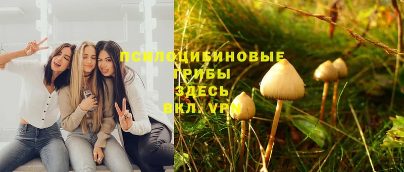 Псилоцибиновые грибы MAGIC MUSHROOMS  купить закладку  Аргун 